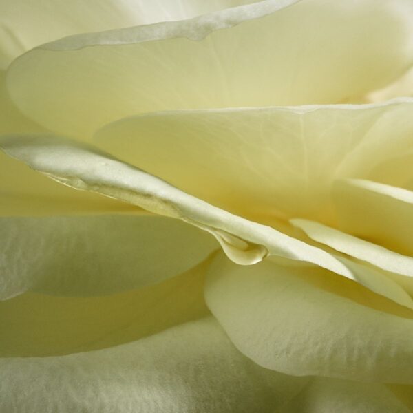 Natura Aura Alba 75 ml - Imagem 5